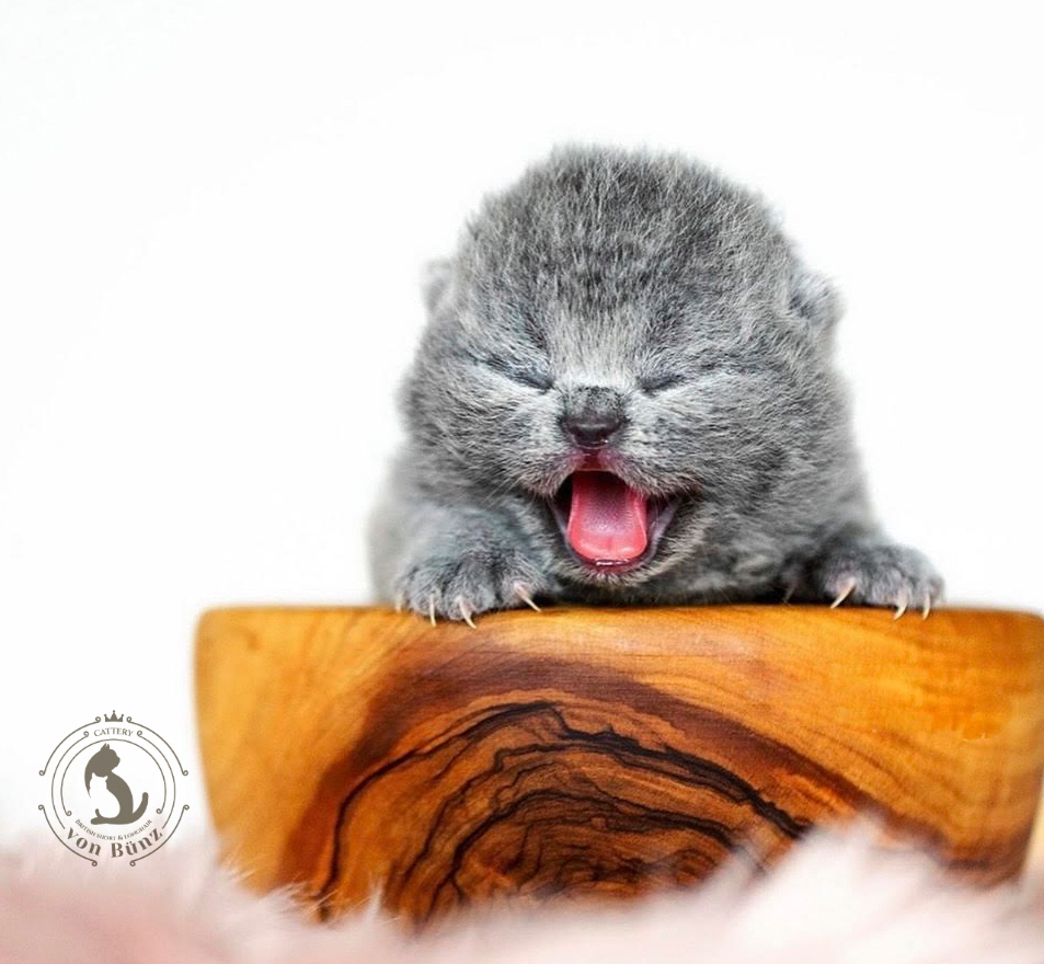 Kitten 1 Woche -Kitten von British kurz/langhaar Katzen aus schweizer Zucht