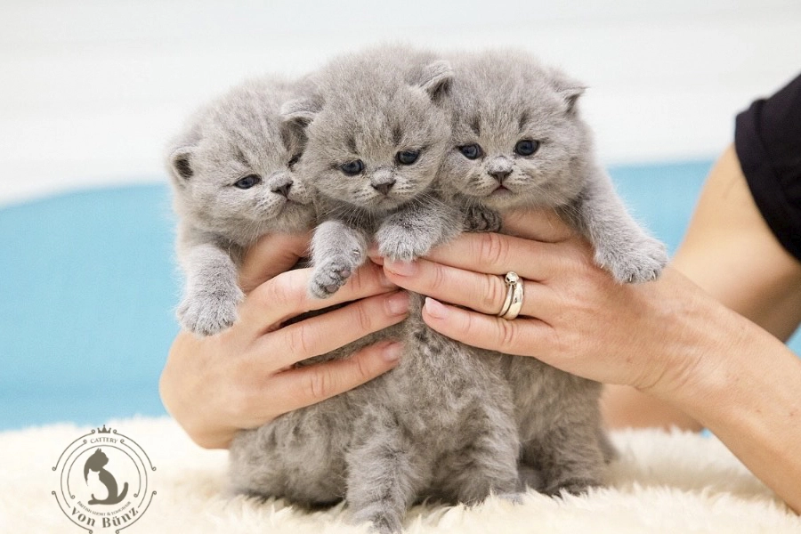 Kitten von British kurz/langhaar Katzen aus schweizer Zucht
