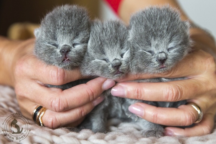 Kitten von British kurz/langhaar Katzen aus schweizer Zucht