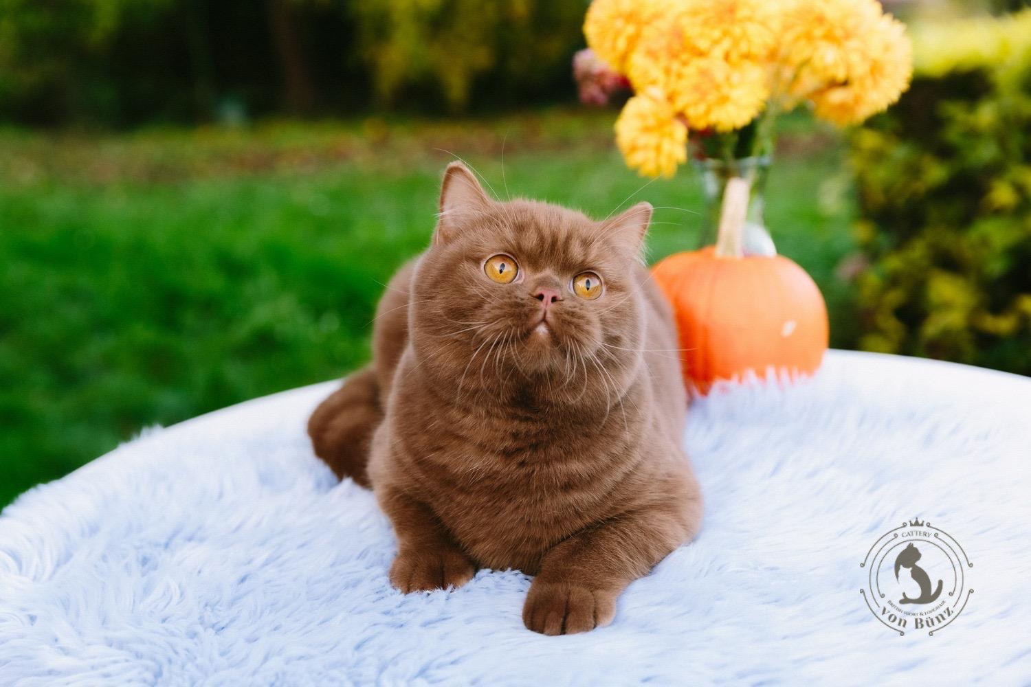 British kurz/langhaar Katzen aus schweizer Zucht - Dekkater von Bünz