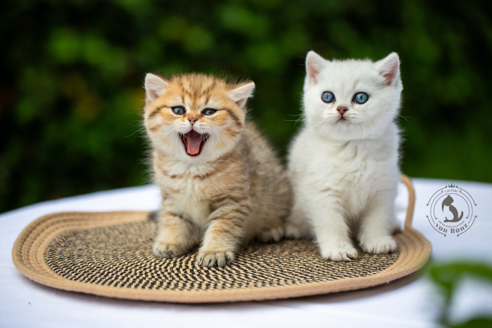 bkh kitten schweiz, bkh katzen kaufen schweiz, bkh züchter schweiz, britisch kurzhaar schweiz, britisch kurzhaar kaufen schweiz, british shorthair schweiz, bkh kitten gesucht, bkh katzen kaufen, bkh katze kaufen, british blue katze kaufen