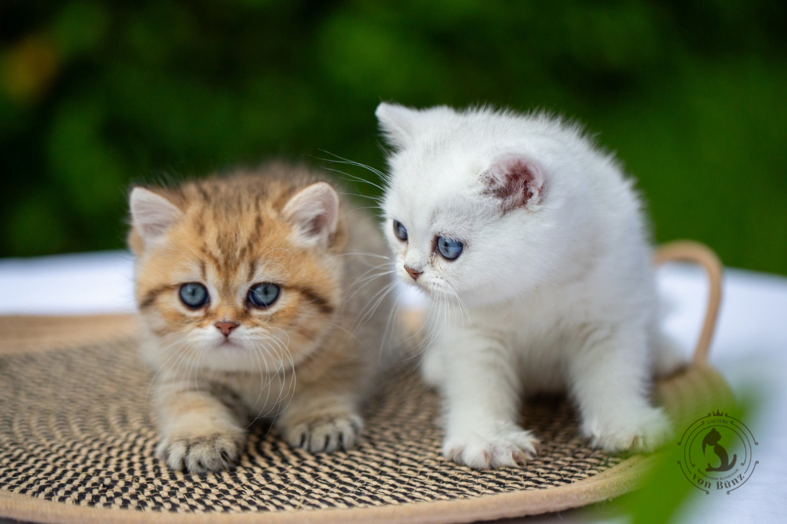 bkh kitten schweiz, bkh katzen kaufen schweiz, bkh züchter schweiz, britisch kurzhaar schweiz, britisch kurzhaar kaufen schweiz, british shorthair schweiz, bkh kitten gesucht, bkh katzen kaufen, bkh katze kaufen, british blue katze kaufen