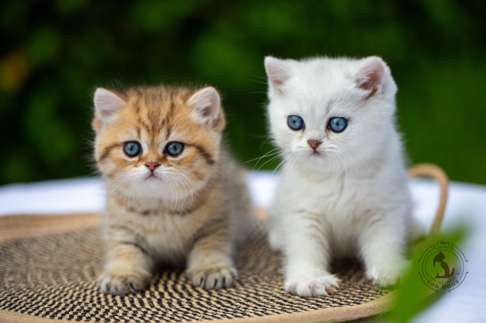bkh kitten schweiz, bkh katzen kaufen schweiz, bkh züchter schweiz, britisch kurzhaar schweiz, britisch kurzhaar kaufen schweiz, british shorthair schweiz, bkh kitten gesucht, bkh katzen kaufen, bkh katze kaufen, british blue katze kaufen