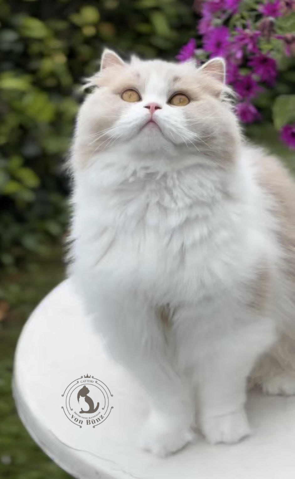 bkh kitten schweiz, bkh katzen kaufen schweiz, bkh züchter schweiz, britisch kurzhaar schweiz, britisch kurzhaar kaufen schweiz, british shorthair schweiz, bkh kitten gesucht, bkh katzen kaufen, bkh katze kaufen, british blue katze kaufen