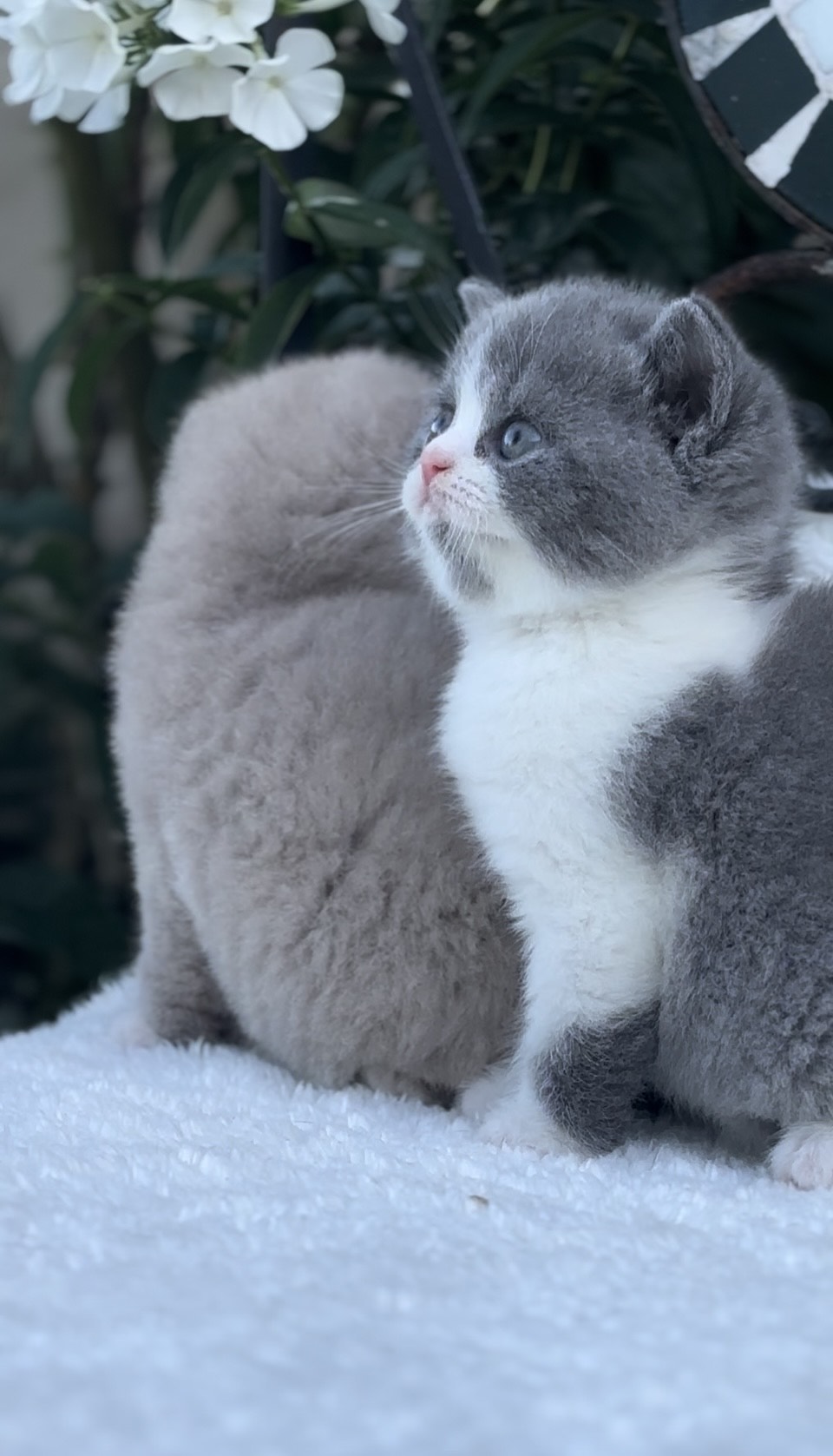 britisch kurzhaar kaufen schweiz - Kitten von British kurz/langhaar Katzen aus schweizer Zucht bkh kitten schweiz, bkh katzen kaufen schweiz, bkh züchter schweiz, britisch kurzhaar schweiz, britisch kurzhaar kaufen schweiz, british shorthair schweiz, bkh kitten gesucht, bkh katzen kaufen, bkh katze kaufen, british blue katze kaufen