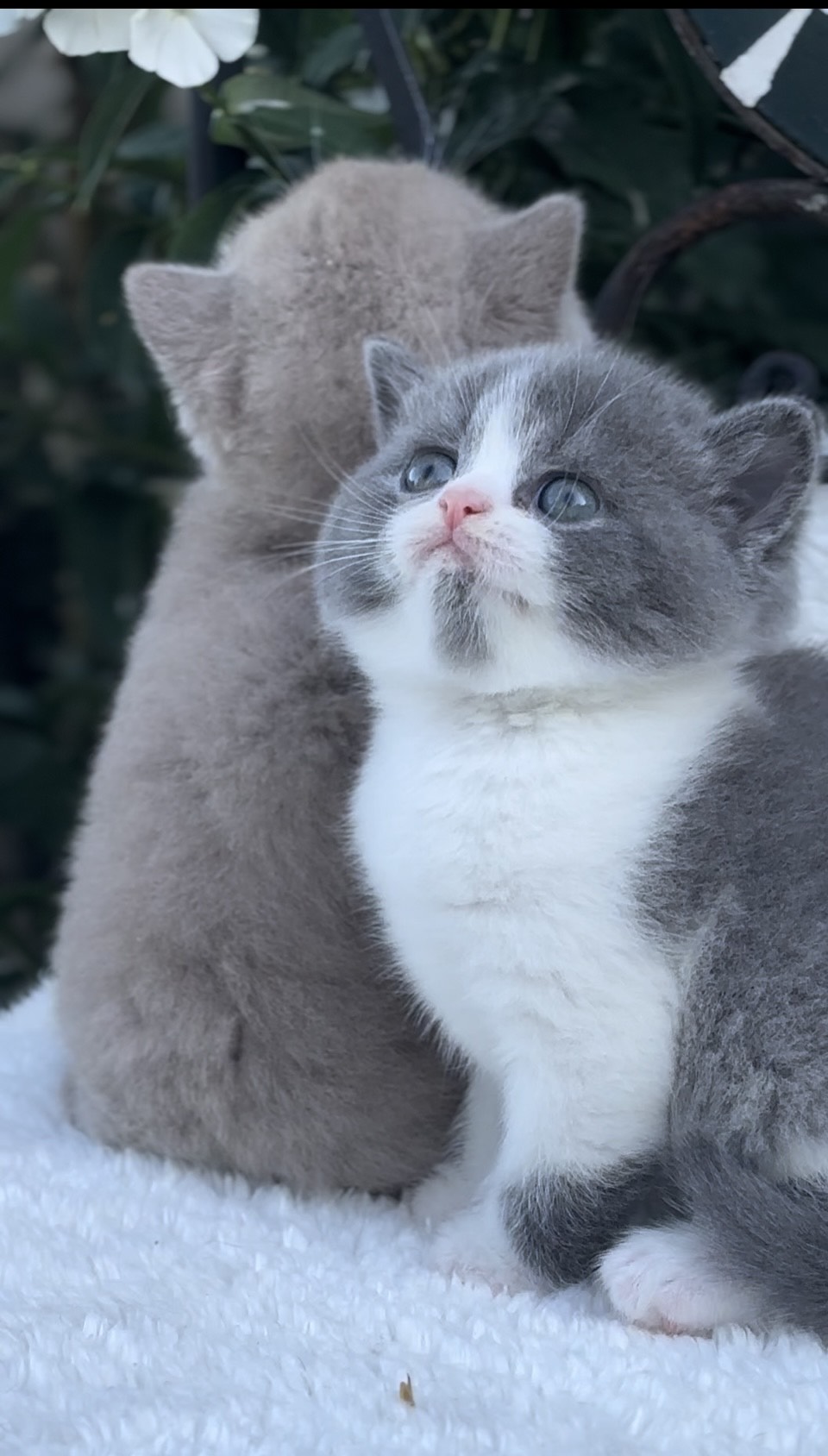 britisch kurzhaar kaufen schweiz - Kitten von British kurz/langhaar Katzen aus schweizer Zucht bkh kitten schweiz, bkh katzen kaufen schweiz, bkh züchter schweiz, britisch kurzhaar schweiz, britisch kurzhaar kaufen schweiz, british shorthair schweiz, bkh kitten gesucht, bkh katzen kaufen, bkh katze kaufen, british blue katze kaufen
