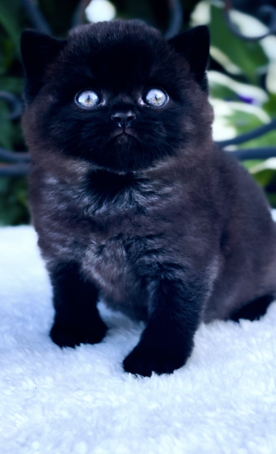 britisch kurzhaar kaufen schweiz - Kitten von British kurz/langhaar Katzen aus schweizer Zucht bkh kitten schweiz, bkh katzen kaufen schweiz, bkh züchter schweiz, britisch kurzhaar schweiz, britisch kurzhaar kaufen schweiz, british shorthair schweiz, bkh kitten gesucht, bkh katzen kaufen, bkh katze kaufen, british blue katze kaufen