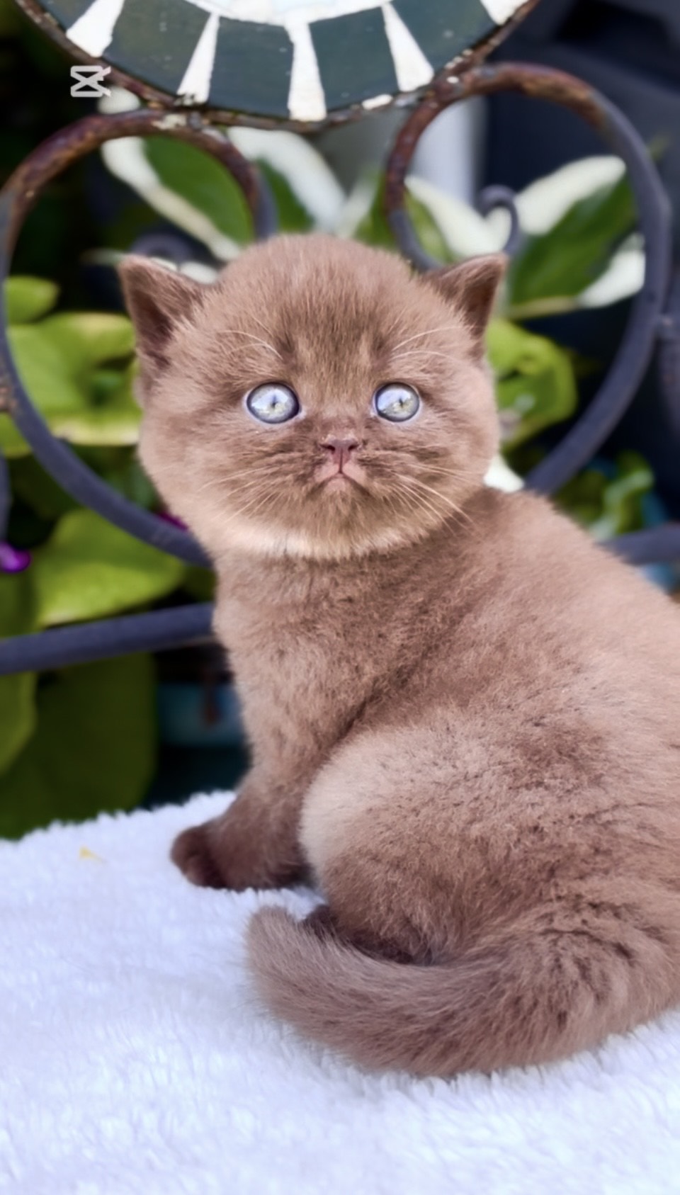 britisch kurzhaar kaufen schweiz - Kitten von British kurz/langhaar Katzen aus schweizer Zucht bkh kitten schweiz, bkh katzen kaufen schweiz, bkh züchter schweiz, britisch kurzhaar schweiz, britisch kurzhaar kaufen schweiz, british shorthair schweiz, bkh kitten gesucht, bkh katzen kaufen, bkh katze kaufen, british blue katze kaufen