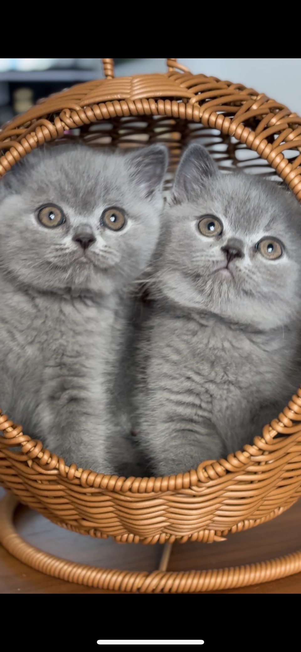 britisch kurzhaar kaufen schweiz - Kitten von British kurz/langhaar Katzen aus schweizer Zucht neuen Wurf in Farbe blue von Ofelia von Bünz und Quba of King Avenue