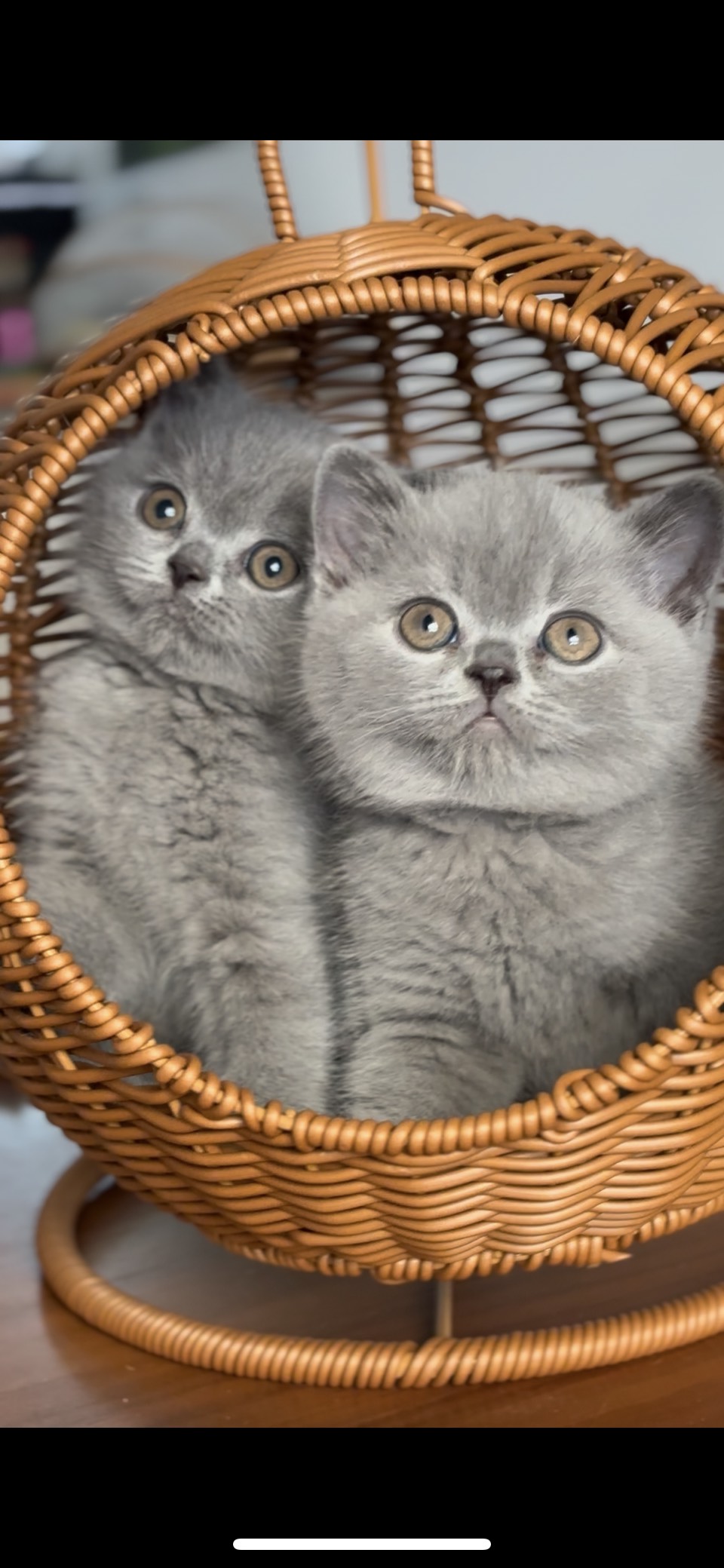 britisch kurzhaar kaufen schweiz - Kitten von British kurz/langhaar Katzen aus schweizer Zucht bkh kitten schweiz, bkh katzen kaufen schweiz, bkh züchter schweiz, britisch kurzhaar schweiz, britisch kurzhaar kaufen schweiz, british shorthair schweiz, bkh kitten gesucht, bkh katzen kaufen, bkh katze kaufen, british blue katze kaufen