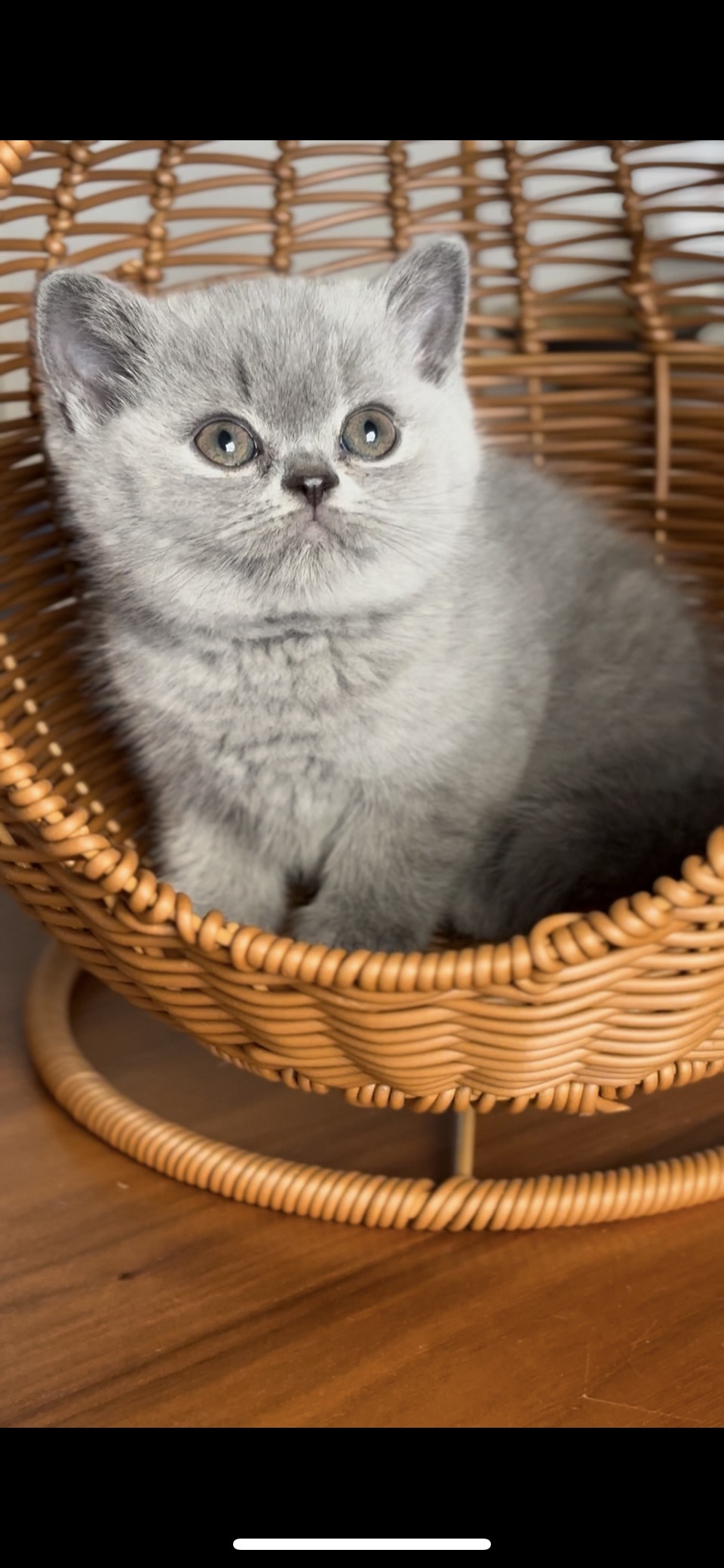 britisch kurzhaar kaufen schweiz - Kitten von British kurz/langhaar Katzen aus schweizer Zucht bkh kitten schweiz, bkh katzen kaufen schweiz, bkh züchter schweiz, britisch kurzhaar schweiz, britisch kurzhaar kaufen schweiz, british shorthair schweiz, bkh kitten gesucht, bkh katzen kaufen, bkh katze kaufen, british blue katze kaufen