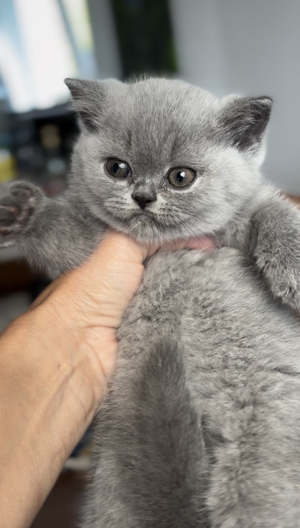 britisch kurzhaar kaufen schweiz - Kitten von British kurz/langhaar Katzen aus schweizer Zucht bkh kitten schweiz, bkh katzen kaufen schweiz, bkh züchter schweiz, britisch kurzhaar schweiz, britisch kurzhaar kaufen schweiz, british shorthair schweiz, bkh kitten gesucht, bkh katzen kaufen, bkh katze kaufen, british blue katze kaufen