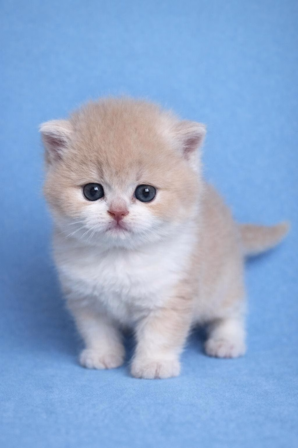 bkh kitten schweiz, bkh katzen kaufen schweiz, bkh züchter schweiz, britisch kurzhaar schweiz, britisch kurzhaar kaufen schweiz, british shorthair schweiz, bkh kitten gesucht, bkh katzen kaufen, bkh katze kaufen, british blue katze kaufen