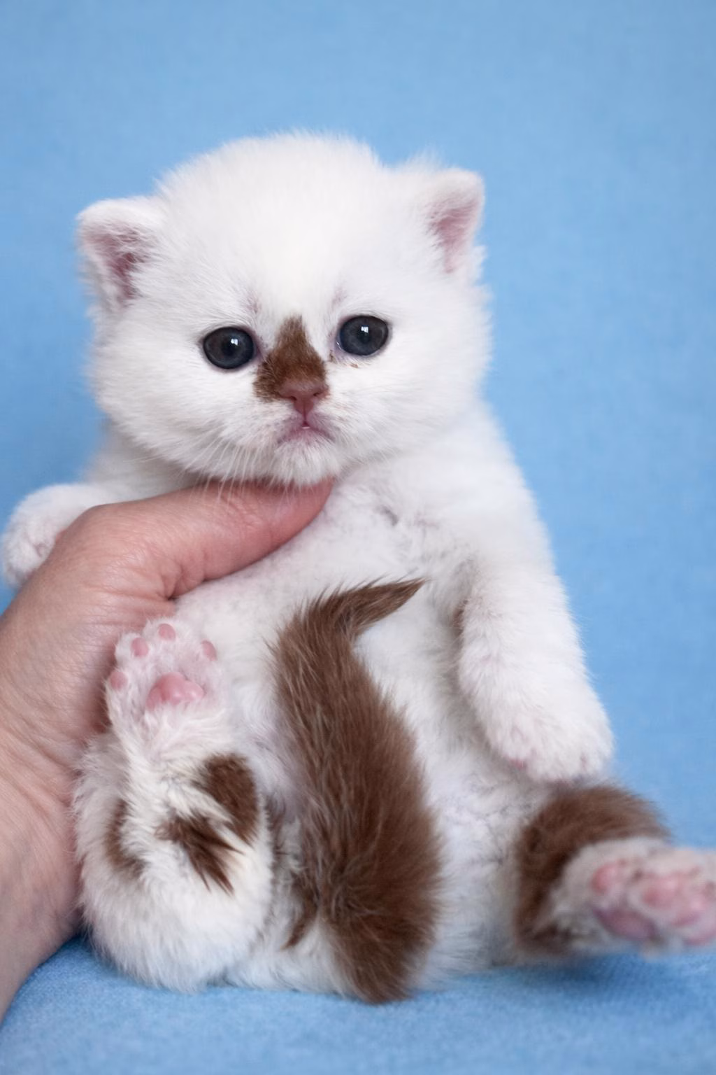 britisch kurzhaar kaufen schweiz  - Kitten von British kurz/langhaar Katzen aus schweizer Zucht