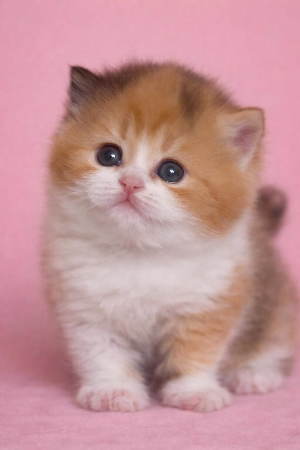 britisch kurzhaar kaufen schweiz  - Kitten von British kurz/langhaar Katzen aus schweizer Zucht