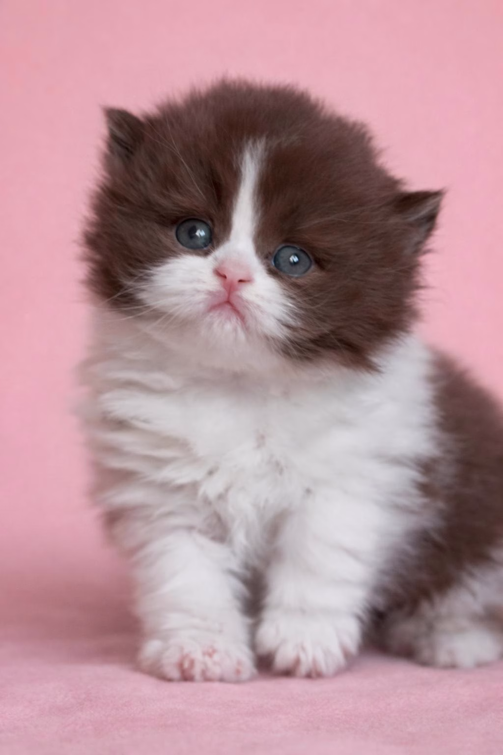 bkh kitten schweiz, bkh katzen kaufen schweiz, bkh züchter schweiz, britisch kurzhaar schweiz, britisch kurzhaar kaufen schweiz, british shorthair schweiz, bkh kitten gesucht, bkh katzen kaufen, bkh katze kaufen, british blue katze kaufen