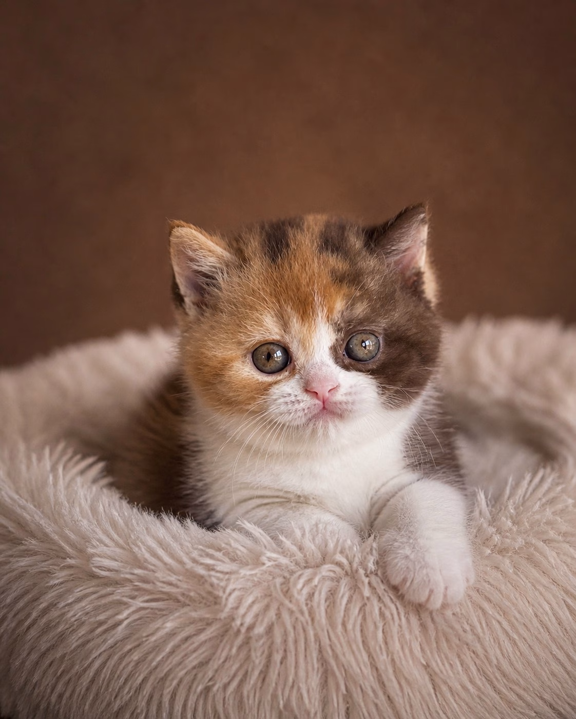 britisch kurzhaar kaufen schweiz - Kitten von British kurz/langhaar Katzen aus schweizer Zucht