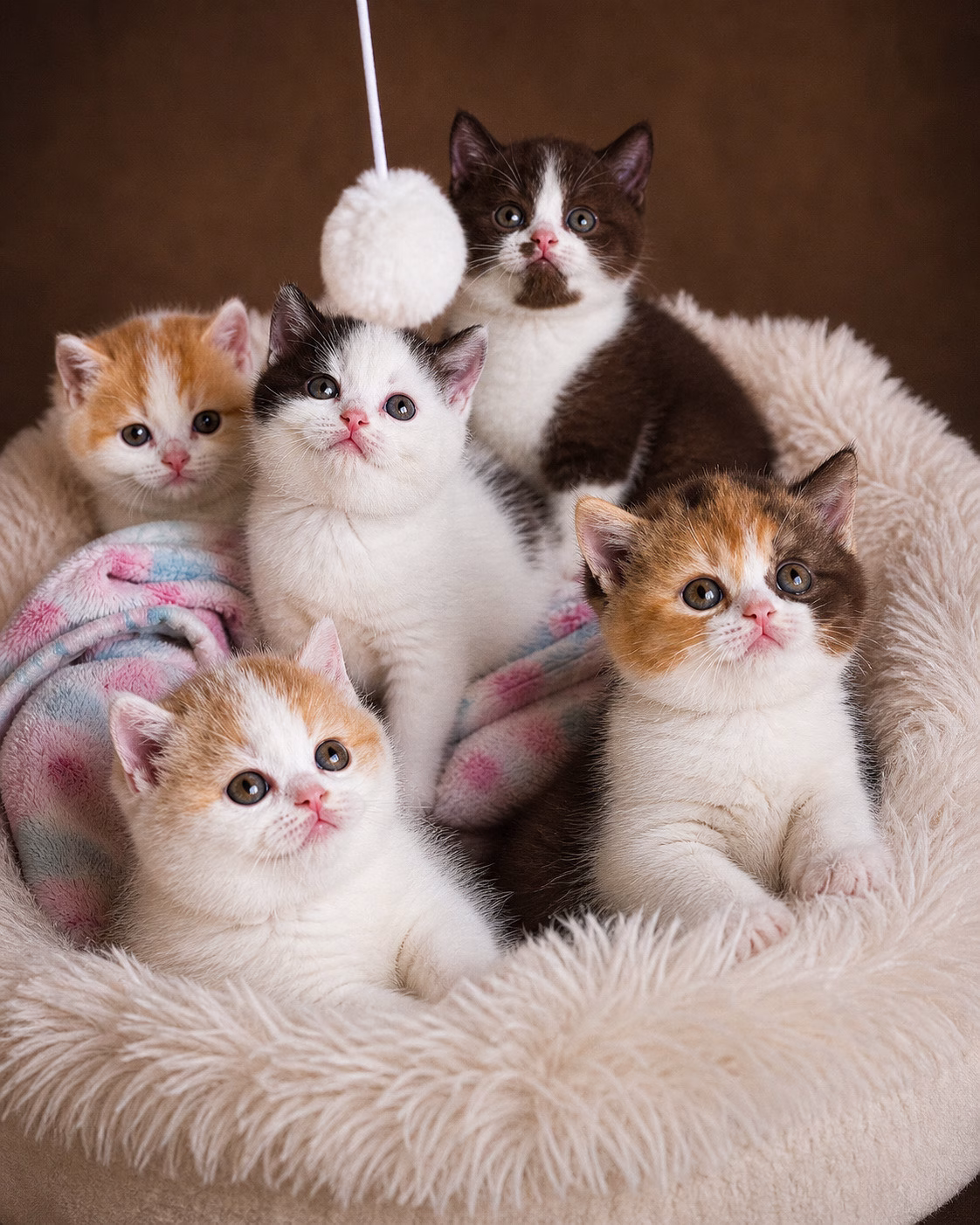 britisch kurzhaar kaufen schweiz - Kitten von British kurz/langhaar Katzen aus schweizer Zucht