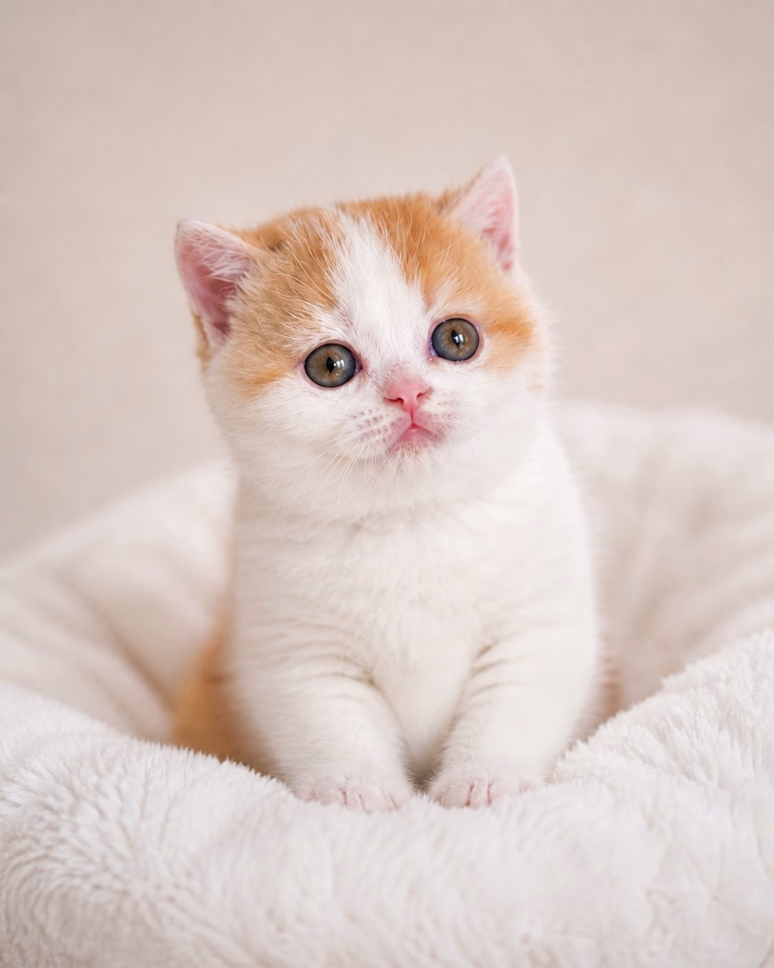 britisch kurzhaar kaufen schweiz - Kitten von British kurz/langhaar Katzen aus schweizer Zucht
