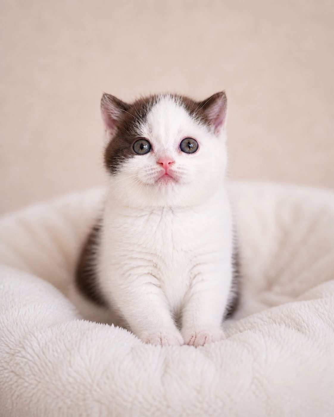 britisch kurzhaar kaufen schweiz - Kitten von British kurz/langhaar Katzen aus schweizer Zucht
