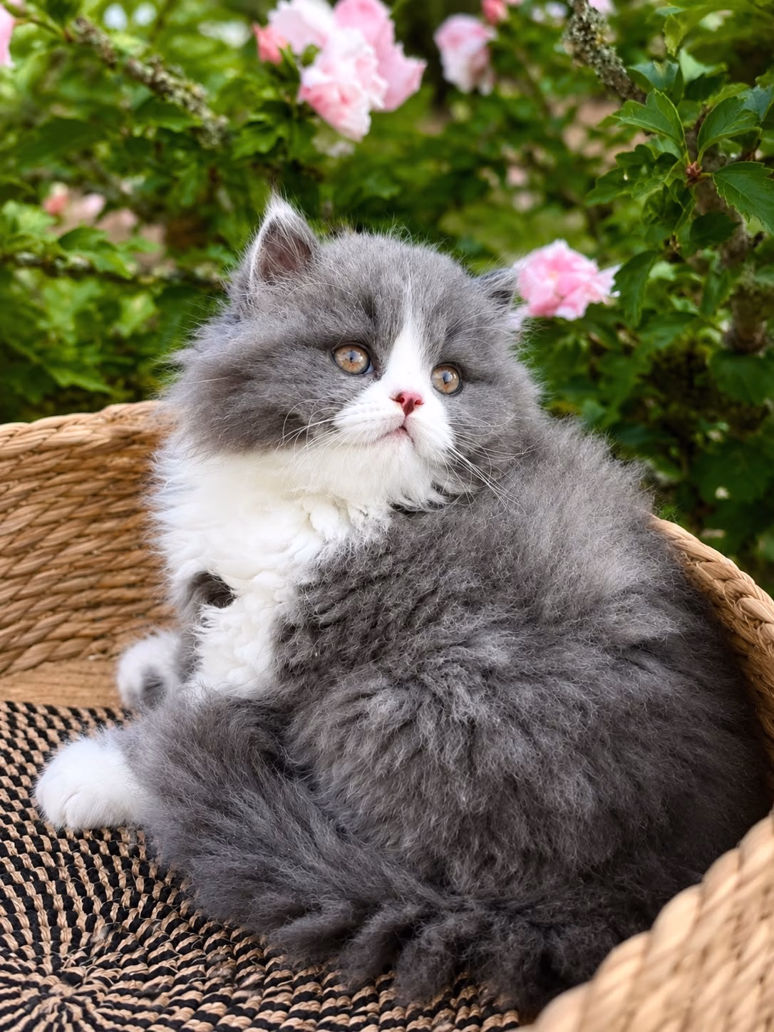 britisch kurzhaar kaufen schweiz - Kitten von British kurz/langhaar Katzen aus schweizer Zucht