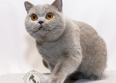 PL*Gotham RIPPIN` KITTIN