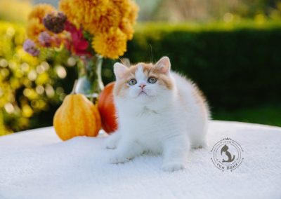 bkh kitten schweiz, bkh katzen kaufen schweiz, bkh züchter schweiz, britisch kurzhaar schweiz, britisch kurzhaar kaufen schweiz, british shorthair schweiz, bkh kitten gesucht, bkh katzen kaufen, bkh katze kaufen, british blue katze kaufen