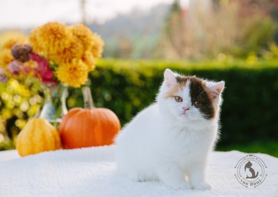 britisch kurzhaar kaufen schweiz - Kitten von British kurz/langhaar Katzen aus schweizer Zucht