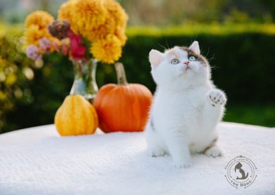 britisch kurzhaar kaufen schweiz - Kitten von British kurz/langhaar Katzen aus schweizer Zucht