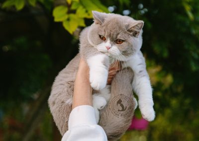 britisch kurzhaar kaufen schweiz - Kitten von British kurz/langhaar Katzen aus schweizer Zucht